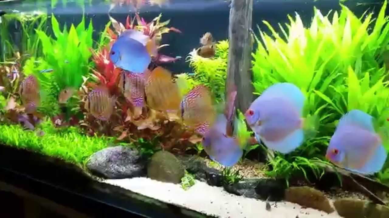 co2 planted tank/aquarium with my sweet discus fish 1080p