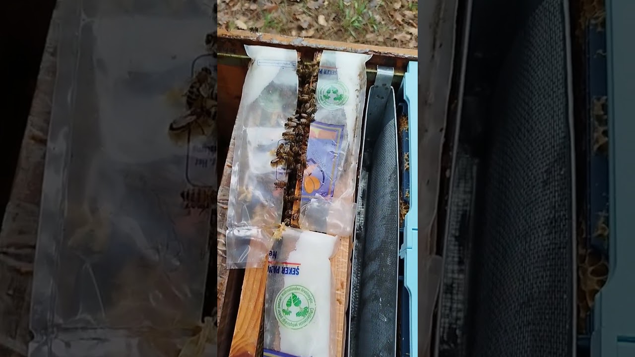 Soğuk ve Yağışlı Havalar Sonrası Arılık Kontrolleri 🐝🐝🐝🇹🇷🇹🇷🇹🇷 3/2/2026 Salı