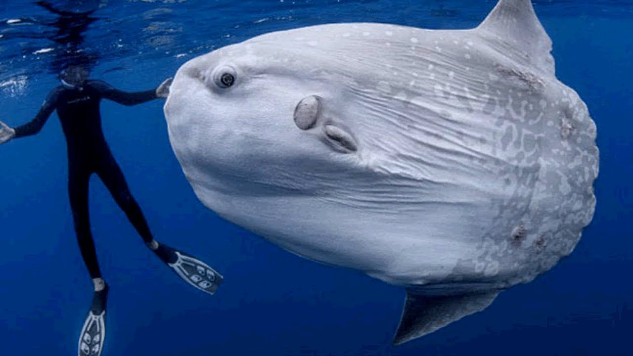 5 Peces  Grandes y &Uacute;nicos Que Existen En Las Profundidades Del Mar