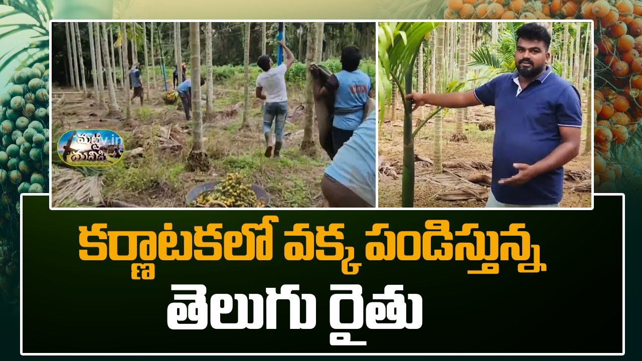 Telugu Farmer Cultivating Areca Nut In Karnataka | కర్ణాటకలో వక్క పండిస్తున్నతెలుగు రైతు | 10TV