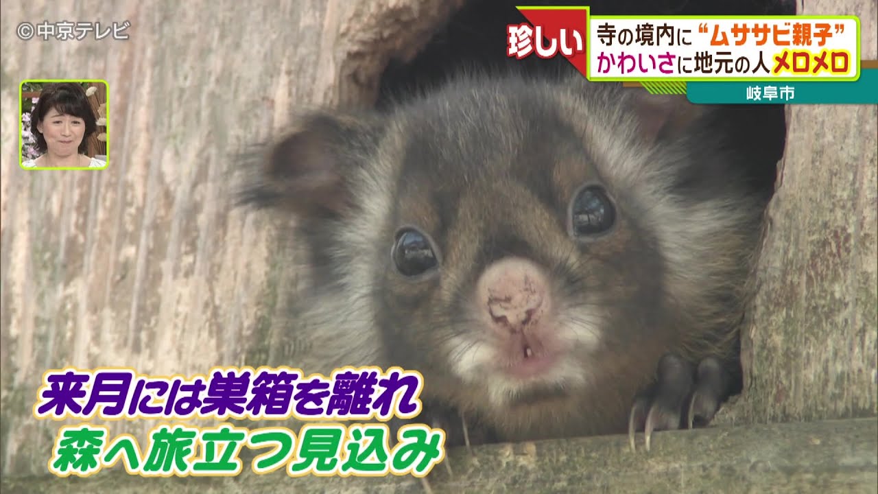 地元の人メロメロ！寺の境内に