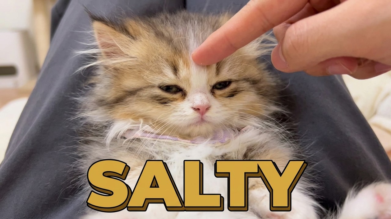 Kitten: Stop disturbing my sleep! #Minit Persian Cat #CatLovers #CutePetDebutPlan
