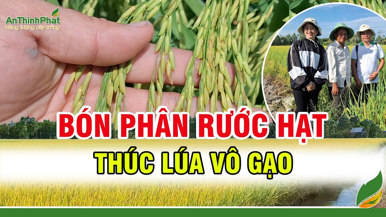 GIẢI PHÁP BÓN PHÂN RƯỚC HẠT - THÚC LÚA VÔ GẠO | An Thịnh Phát