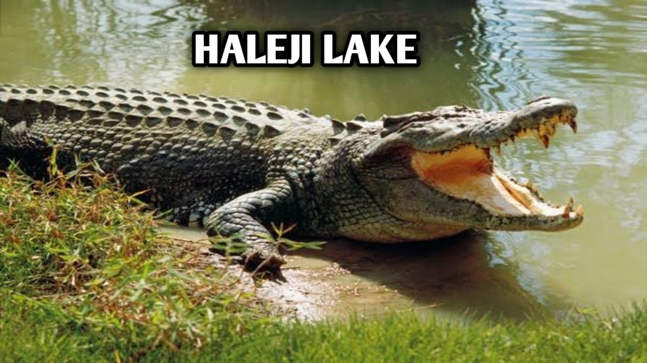 HALEJI  LAKE | FISHING POINT NEAR KARACHI | PICNIC POINT NEAR KARACHI