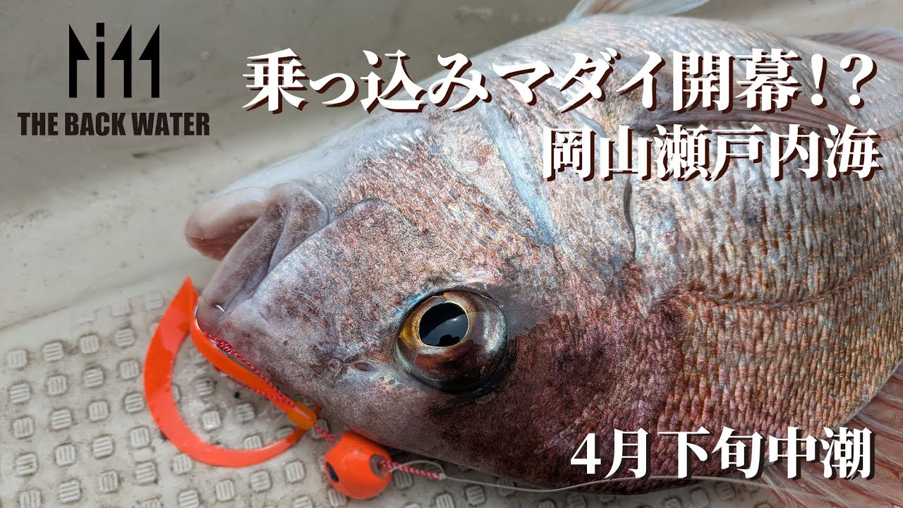 【岡山瀬戸内海】乗っ込みマダイ！？をタイラバで狙う