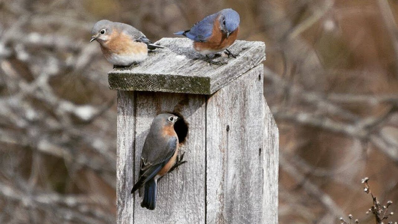 Nest Box Checking