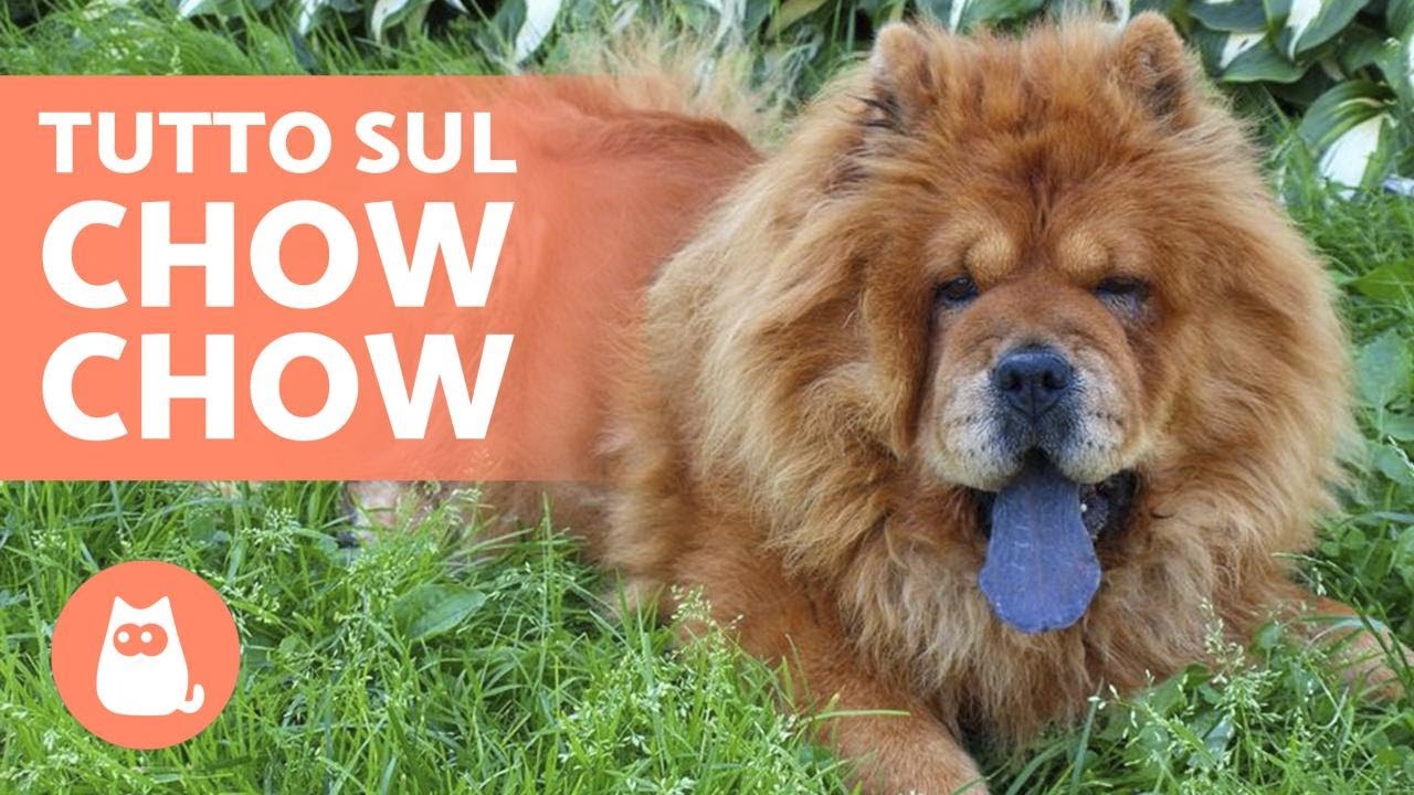 CHOW CHOW - Caratteristiche e Curiosità