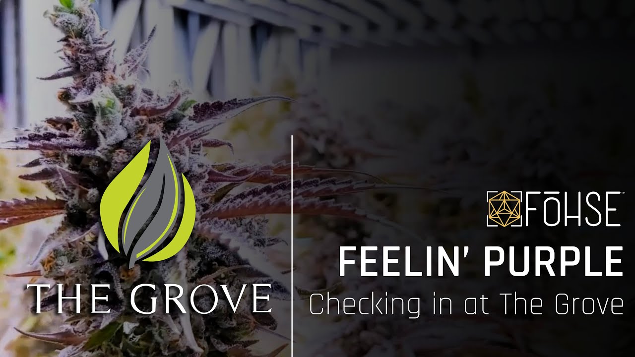 Who's Feelin' PURPLE?? | Fohse F1V Grow Lights at The Grove Nevada