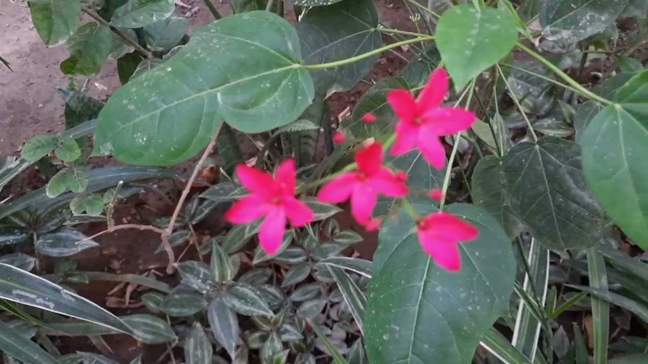 اسهل الطرق لاكثار نبات السجاد والعنكبوت والسنسفيرا ( جلدالنمر )