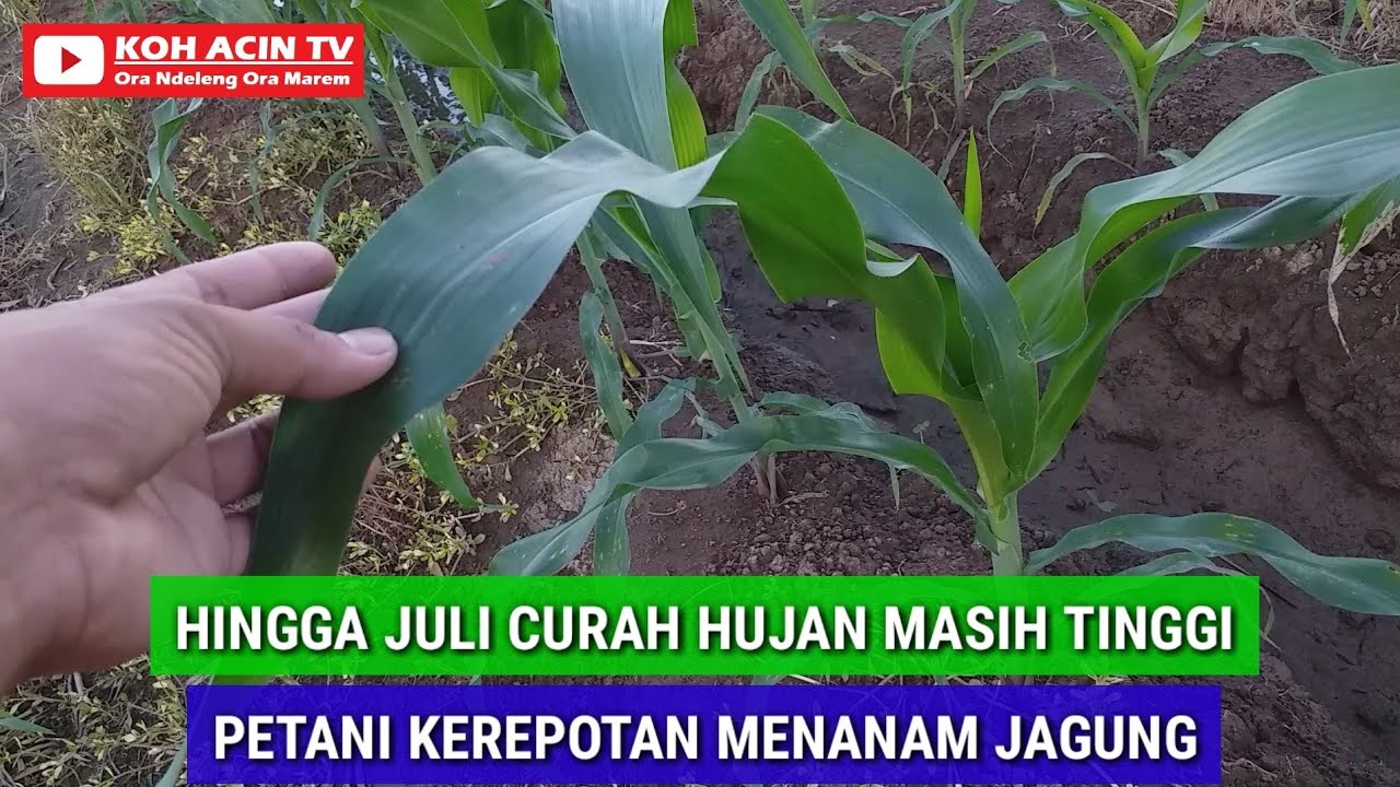 HINGGA JULI CURAH HUJAN MASIH TINGGI MEMBUAT PETANI KEREPOTAN MENANAM JAGUNG