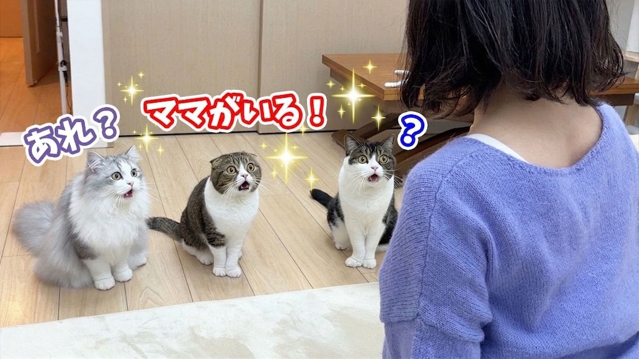 猫たちに出かけたはずのママが部屋にいるドッキリをした結果、まさかの結果に！？