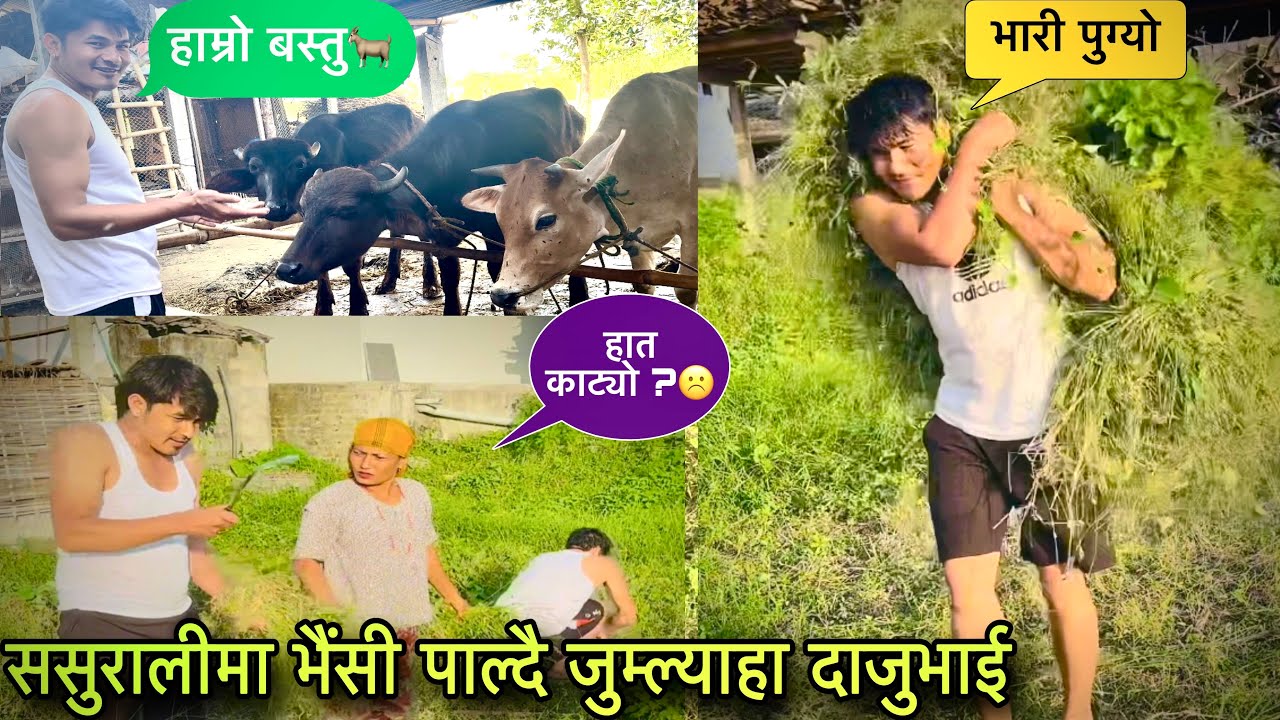 ससुरालीमा भैंसीलाई घांस काट्न जादा के भयो🥹दाजुभाईको पशुपालन😆🤭Twins Couple