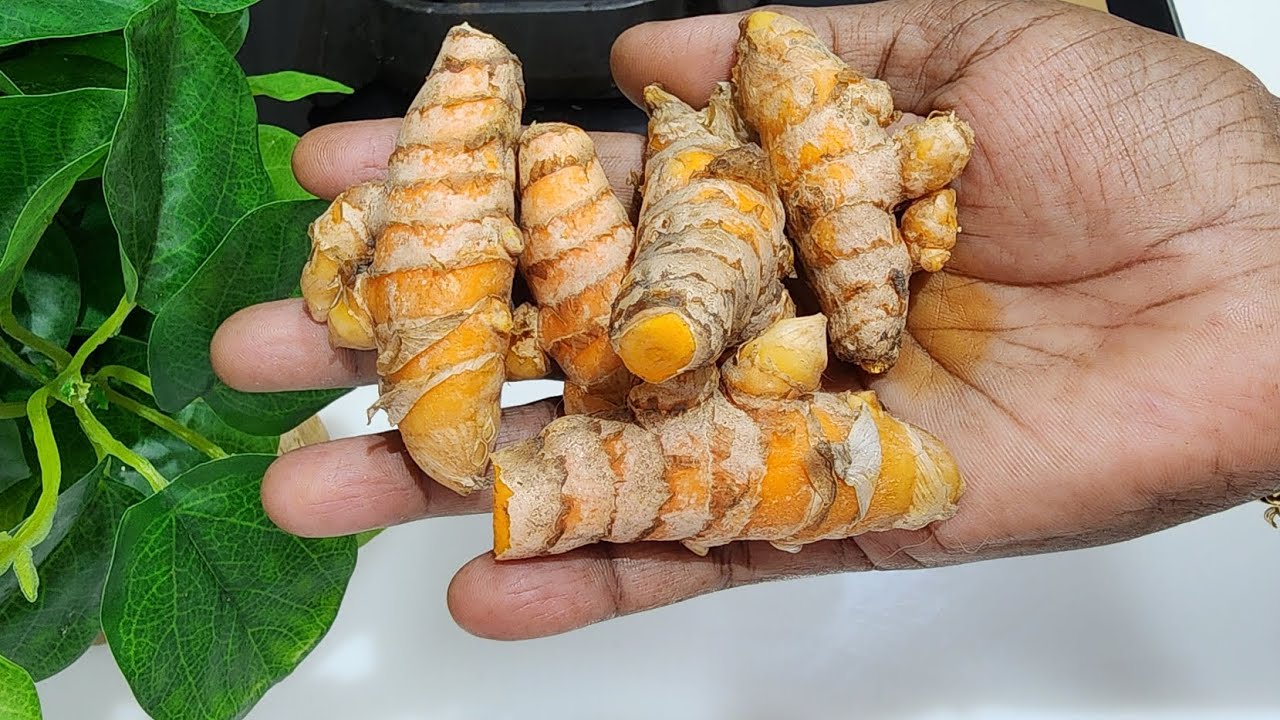 பொங்கலுக்கு வாங்கின மஞ்சள் வேஸ்ட் பண்ணாம 6 மாசம் வரை கெட்டுப் போகாம இப்படி செய்து கொடுங்க 