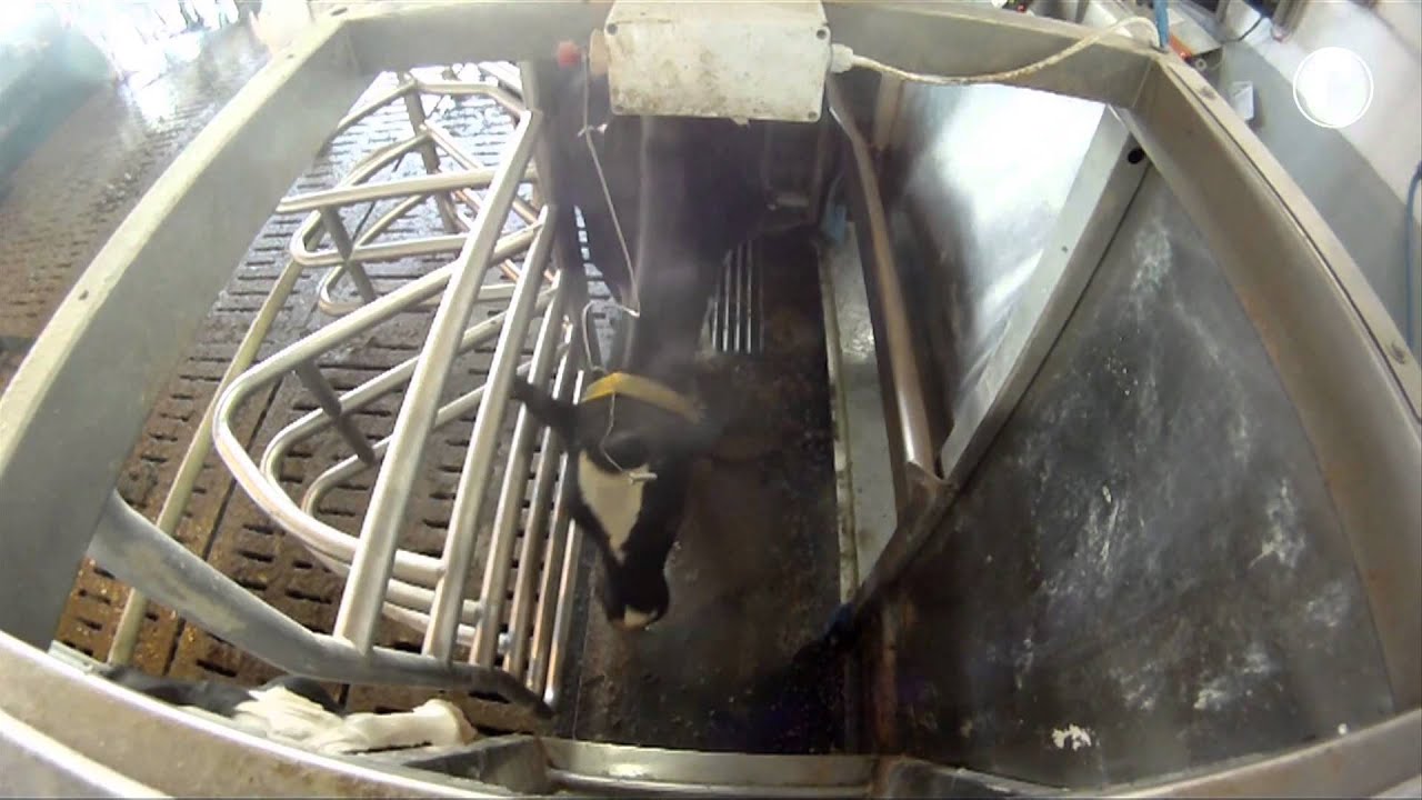 Fullwood Merlin robotic milking machine – in action in Germany