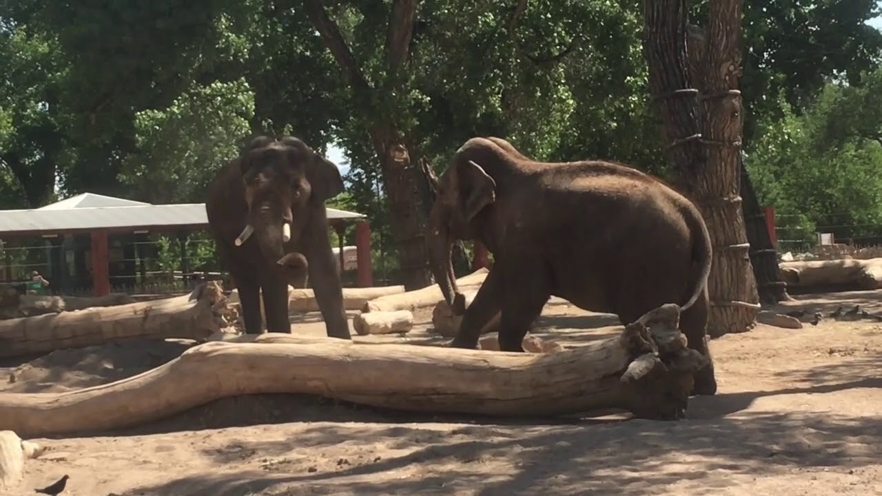 Elephant's Roar