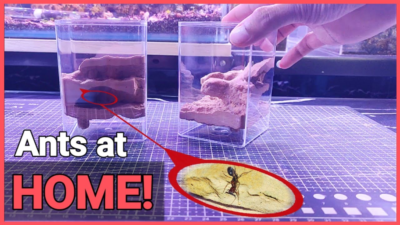 I MADE an ANT FARM! ( 3 ways hydration/ 2 types of nest) | D colony