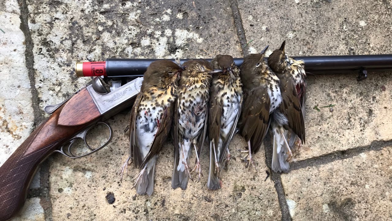 CHASSE DE LA GRIVE DANS LES HAIES  : MA PREMIÈRE PALOMBE DE LA SAISON ! (grives, palombe, perdrix)