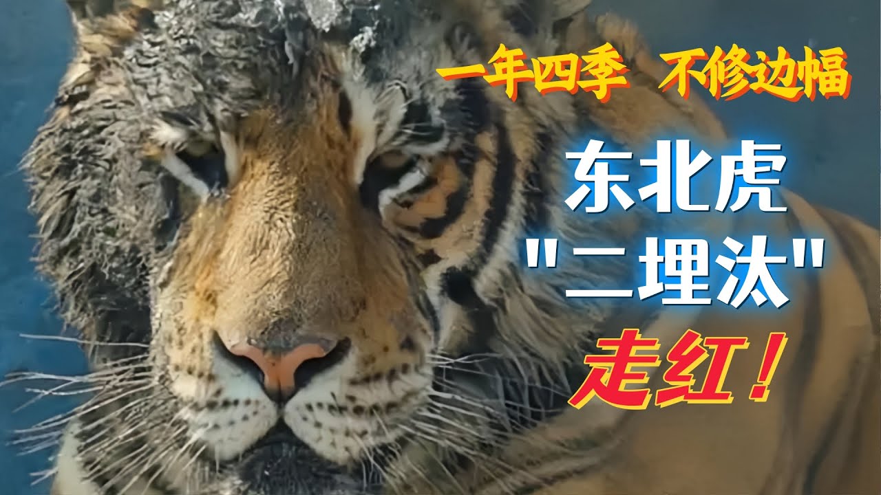 网红东北虎“二埋汰”，一年四季不修边幅走红网络，没想到家里还有个“大埋汰”