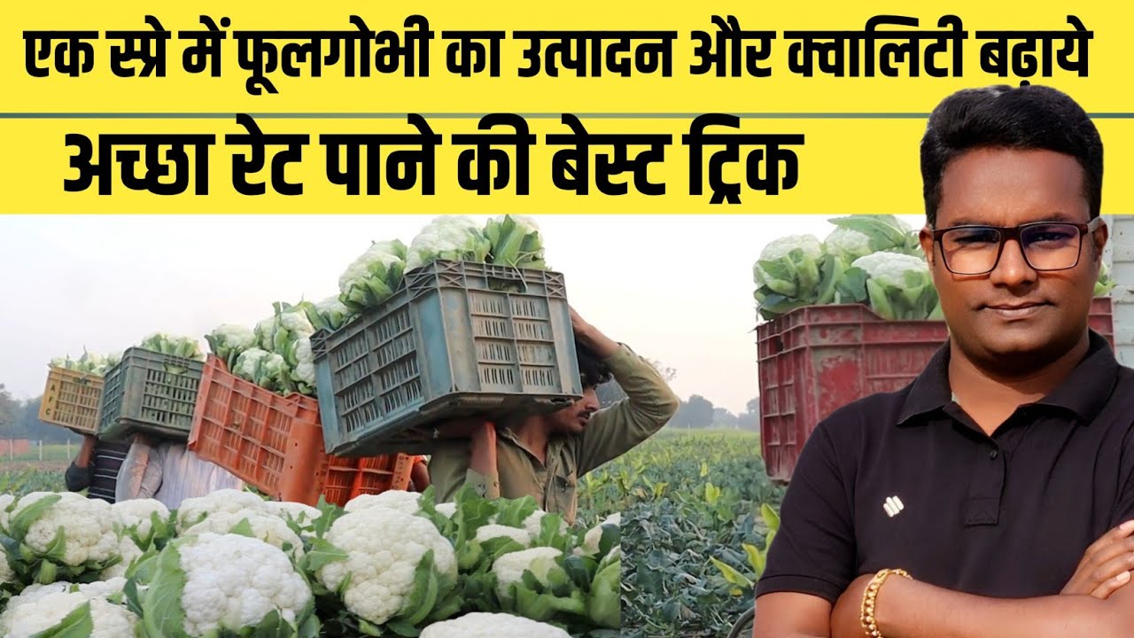 फूल गोभी का उत्पादन बढ़ाने का बेस्ट तरीका और उत्पादन तभी होगा जब रेट रहेगा महंगा phoolgobhi ki kheti