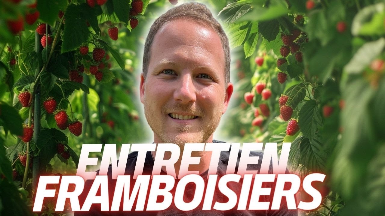 Comment ENTRETENIR et TAILLER facilement les FRAMBOISIERS ?