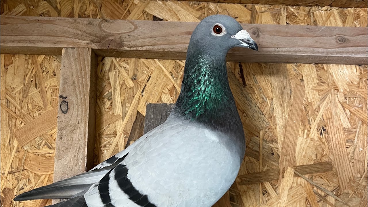 Mastering the Art of Pigeon Breeding: Unveiling Secrets and Techniques