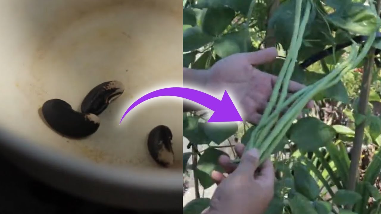 Menanam Kacang Panjang di Polybag sampai panen, dan cara mudah atasi hama
