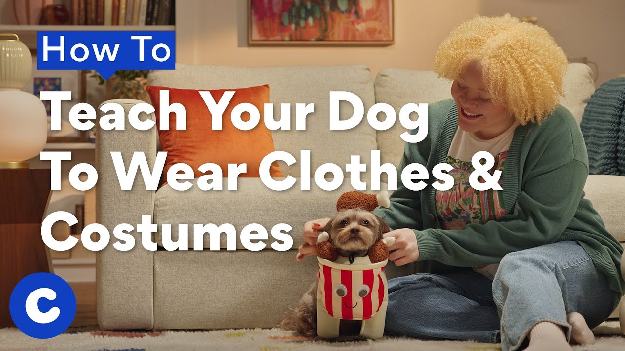 How To Teach Your Dog to Wear Clothes and Costumes | Chewtorials