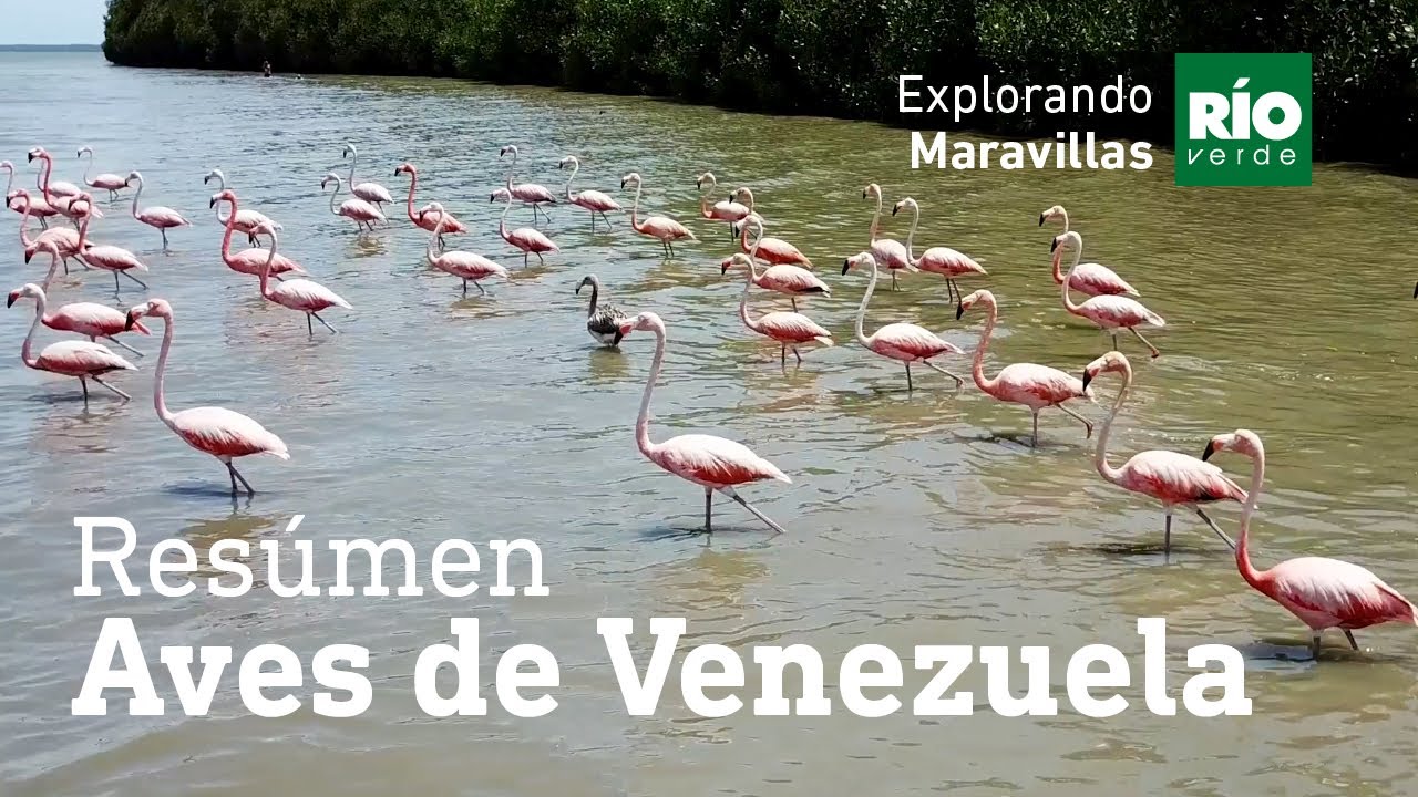 Venezuela, tierra de aves - Explorando Maravillas - Tercera temporada