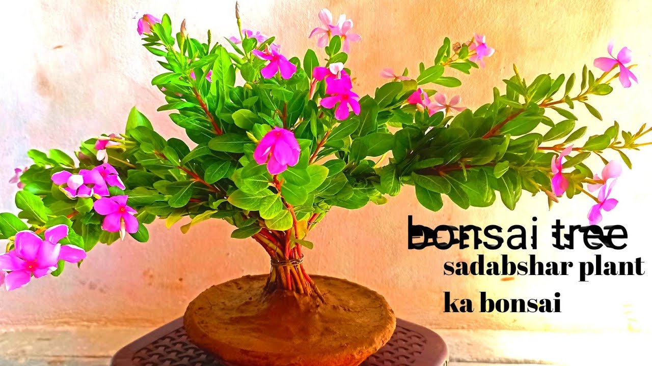 how to make vinca bonsai sadabahar plant/bonsai kaise banaye vinca plant