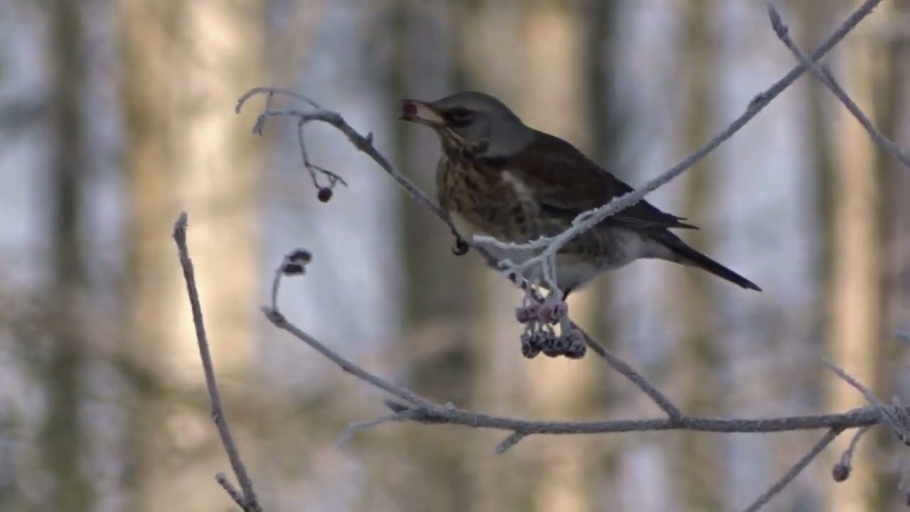 kwiczoł (Turdus pilaris), Fieldfare, Wacholderdrossel, Grive litorne, Cesena