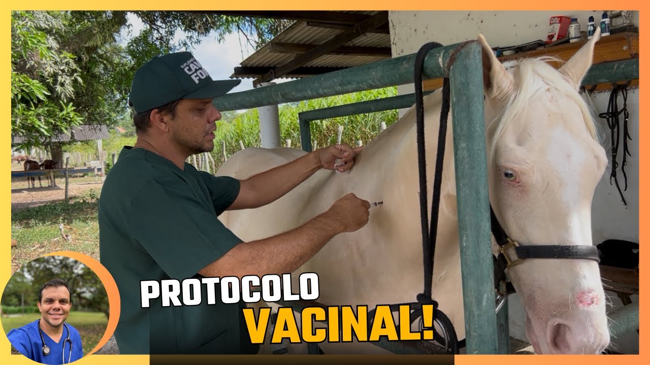 Protocolo vacinal em equinos! 