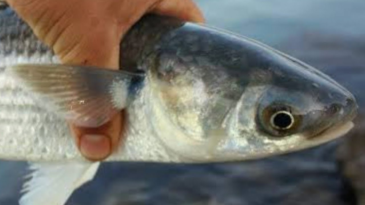 Kefal NASIL avlanır🎣🐟🐠🎣Şeytan Oltası ile DeV kefaller.Catching mullet fish➡️DİDİM|ALTINKUM Liman🇹🇷