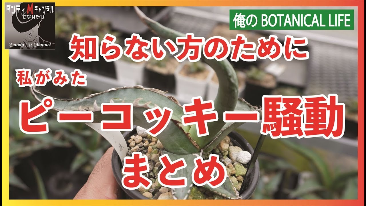 【衝撃だった！】アガベ業界のタブー　ピーコッキー騒動を振り返る　コンテストまでの経緯　「たぶんピーコッキーフォトコンテスト」ご参加ください
