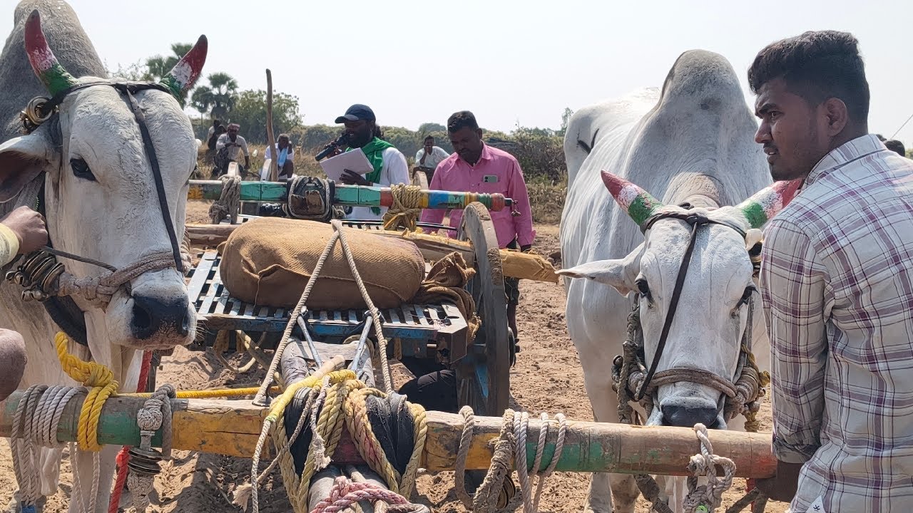 🔴 గువ్వల దిన్ని 3 బండ్లు గిరక పోటిలు 2026 //  5. జత