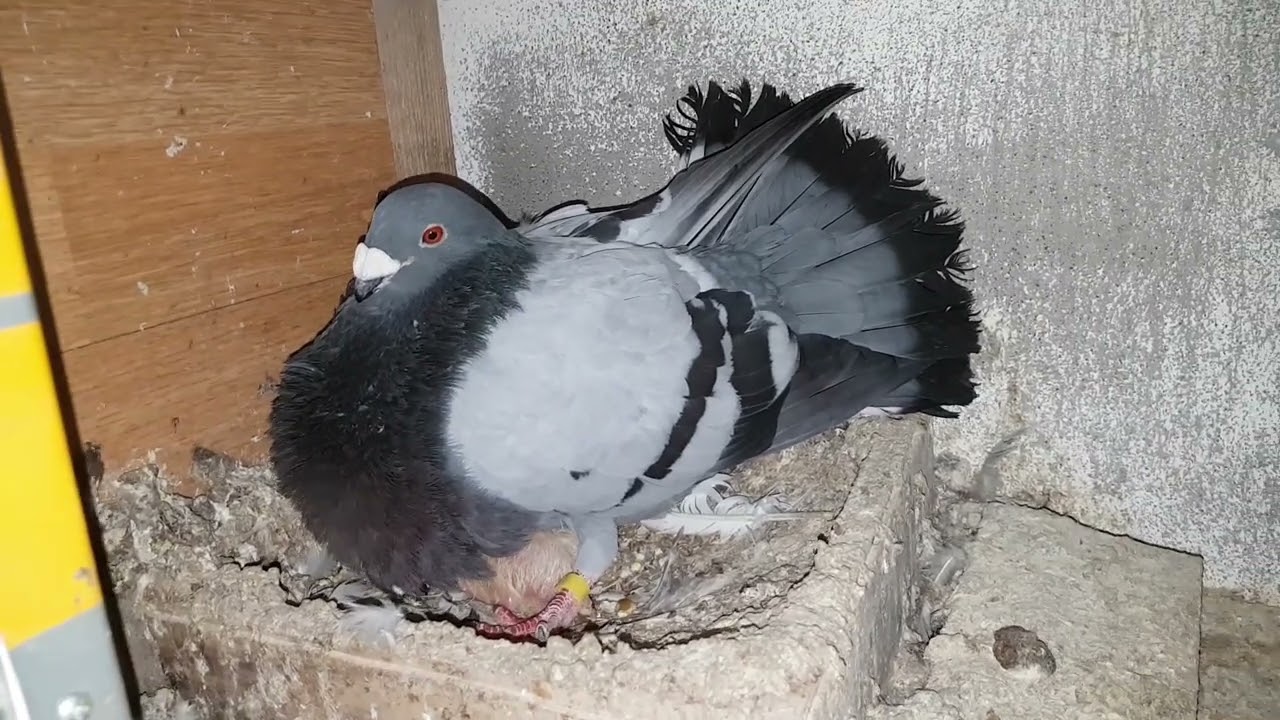 Palomas jóvenes y la reproducción