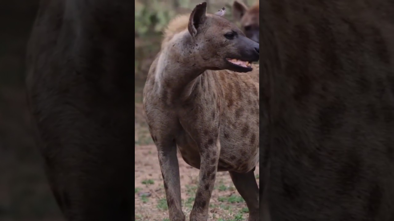 O bicho da risada triste a Hiena #curiosidades #animais #hienas