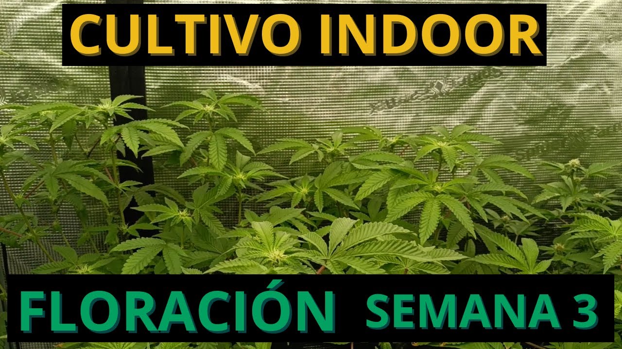 🌱 SEGUIMIENTO DE CULTIVO INDOOR - 🔥FLORACI&Oacute;N SEMANA 3🔥#cannabismedicinal #Growdiaries #reggae
