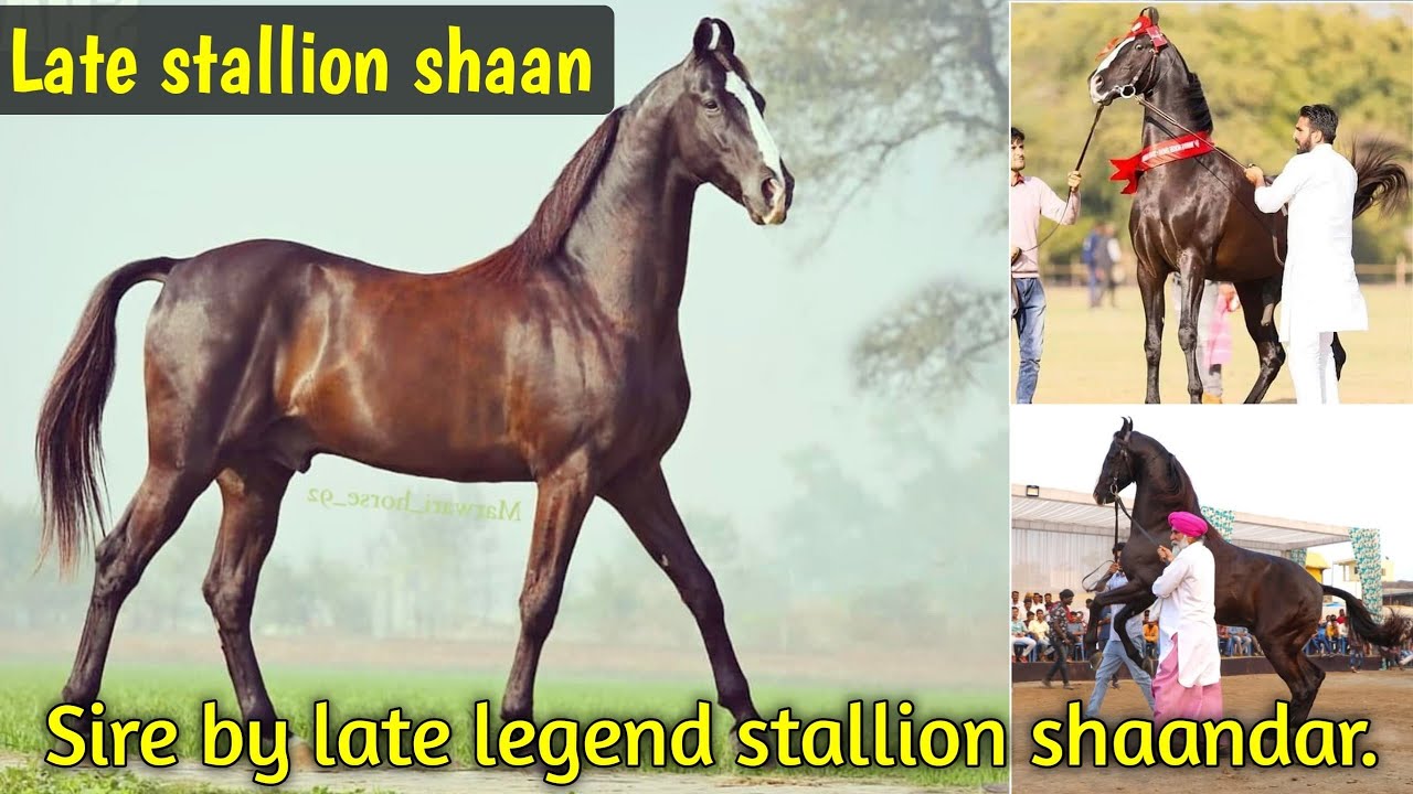 Champion Stallion Shaan Sire By Late Legend Stallion Shaandar || Exploring Gujarat 94