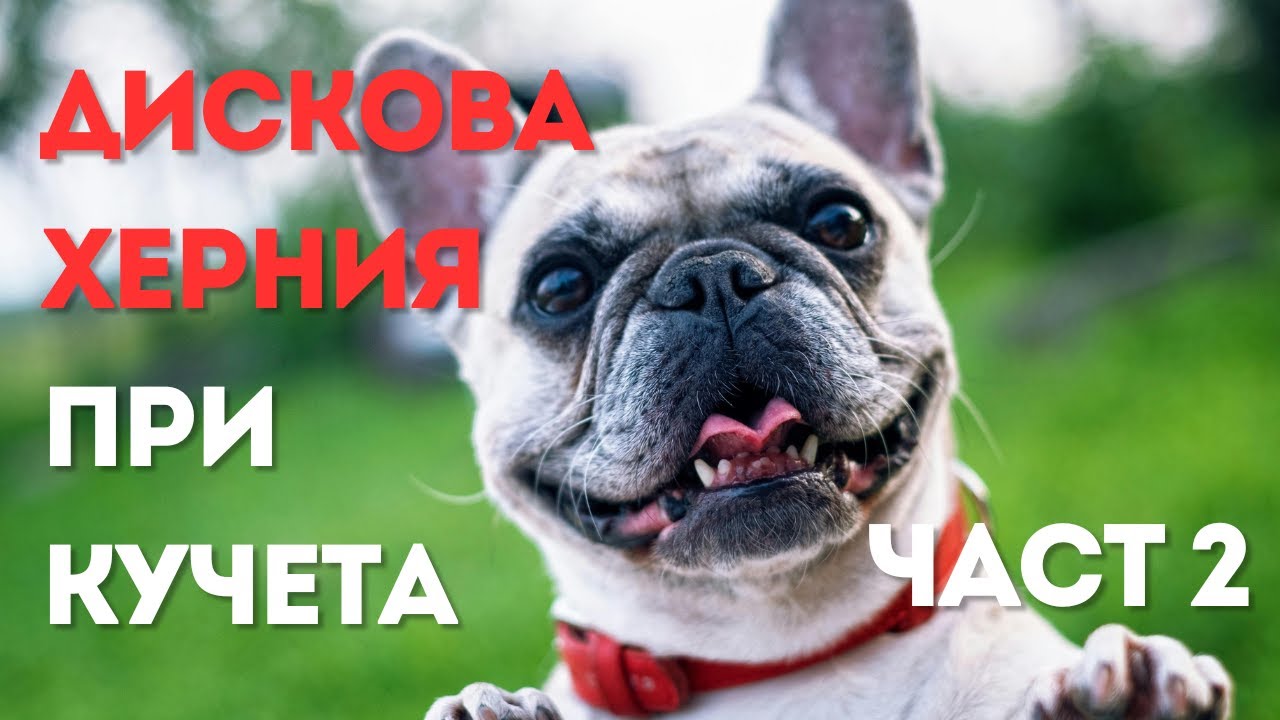 Какво трябва да знаете за дисковата херния при вашето куче. Интервю с д-р Калоян Войчев (Част 2)