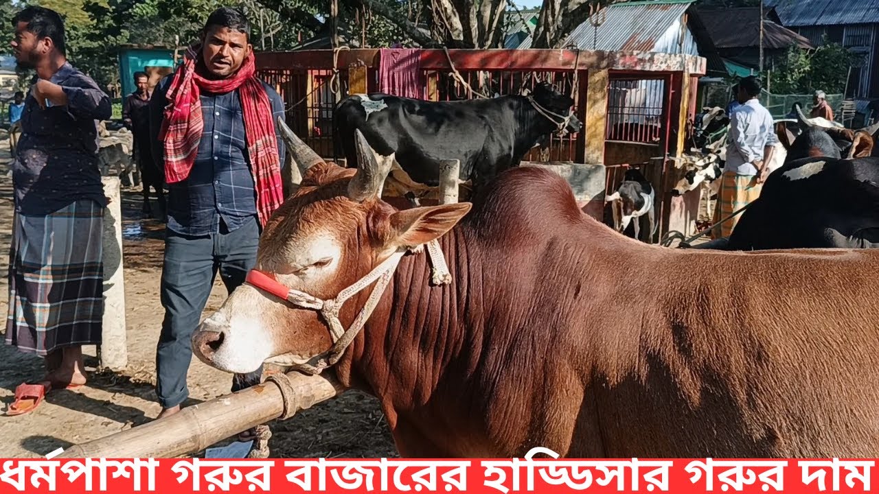 সুনামগঞ্জ,ধর্মপাশা বিশাল হাড্ডিসার গরুর বাজার দর #bangladesh #agro #ltd