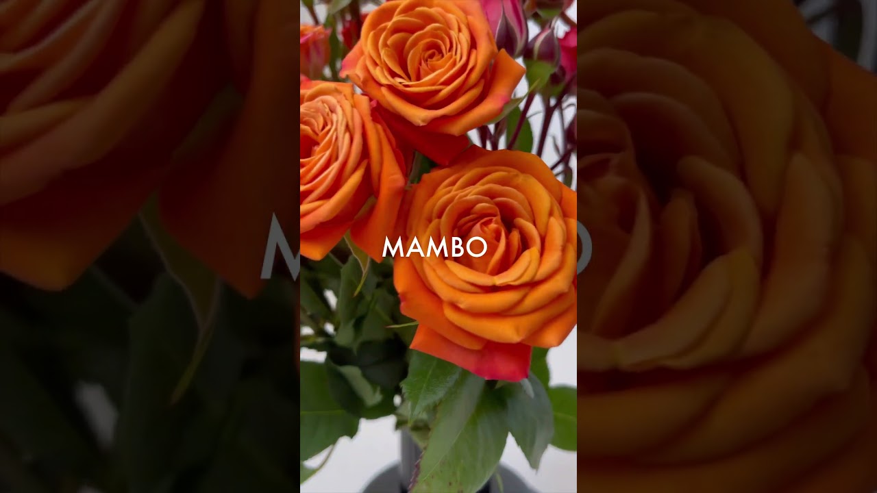 Orange spray roses 🌹