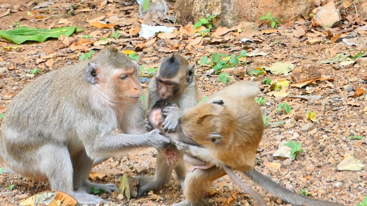 Mama Monkey RANY allows monkey Menda to bring baby RAMOS to play  before she seizes came back