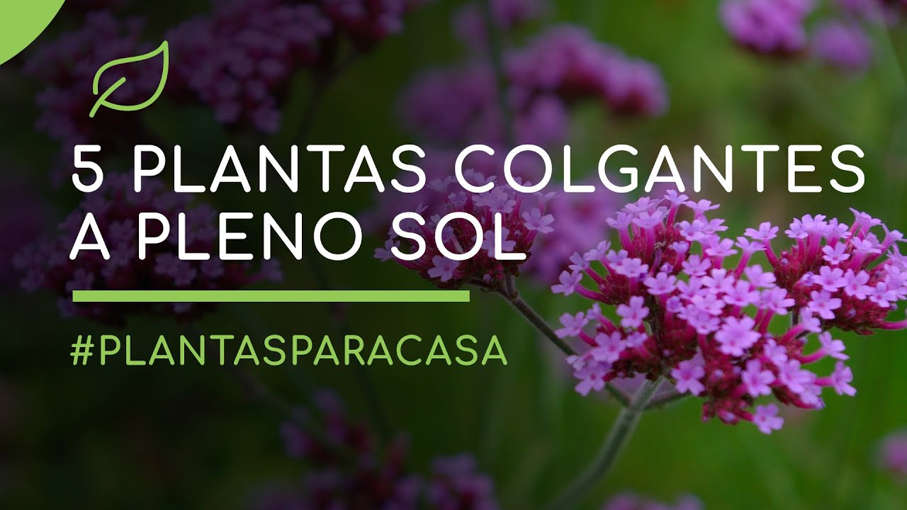 Plantas para casa: las mejores plantas colgantes a pleno sol