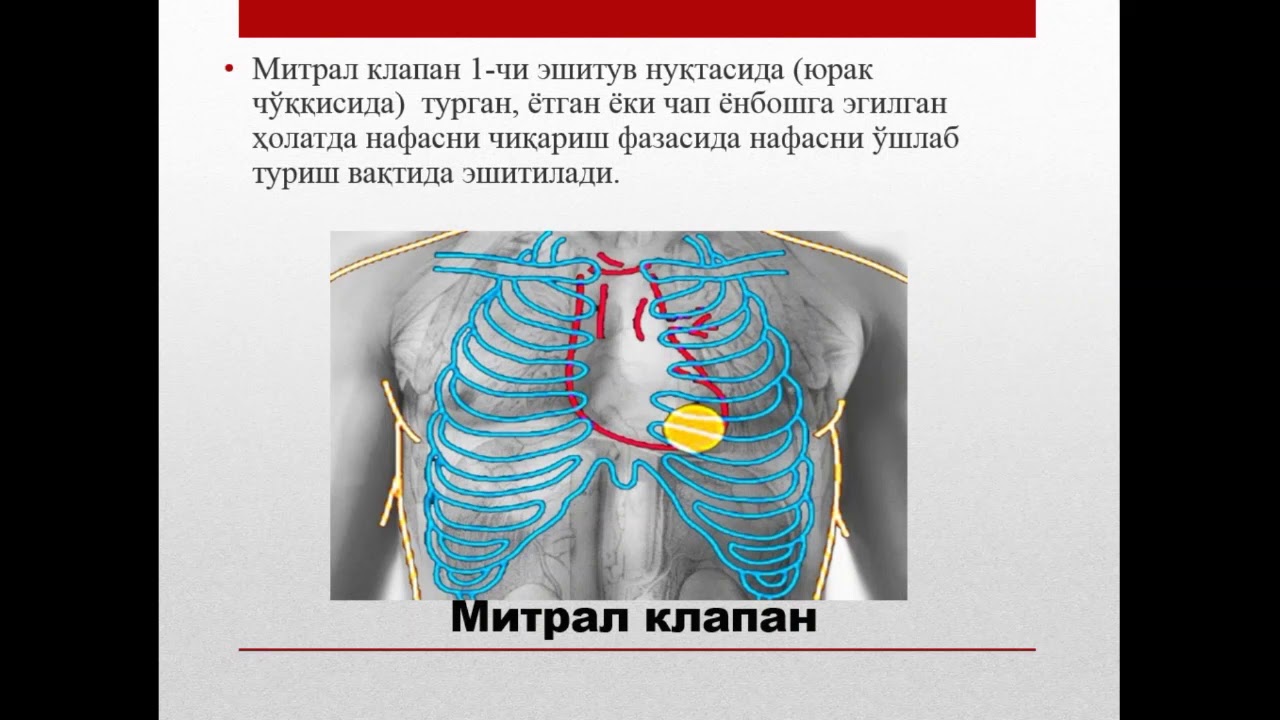 ЮРАК АУСКУЛЬТАЦИЯСИ