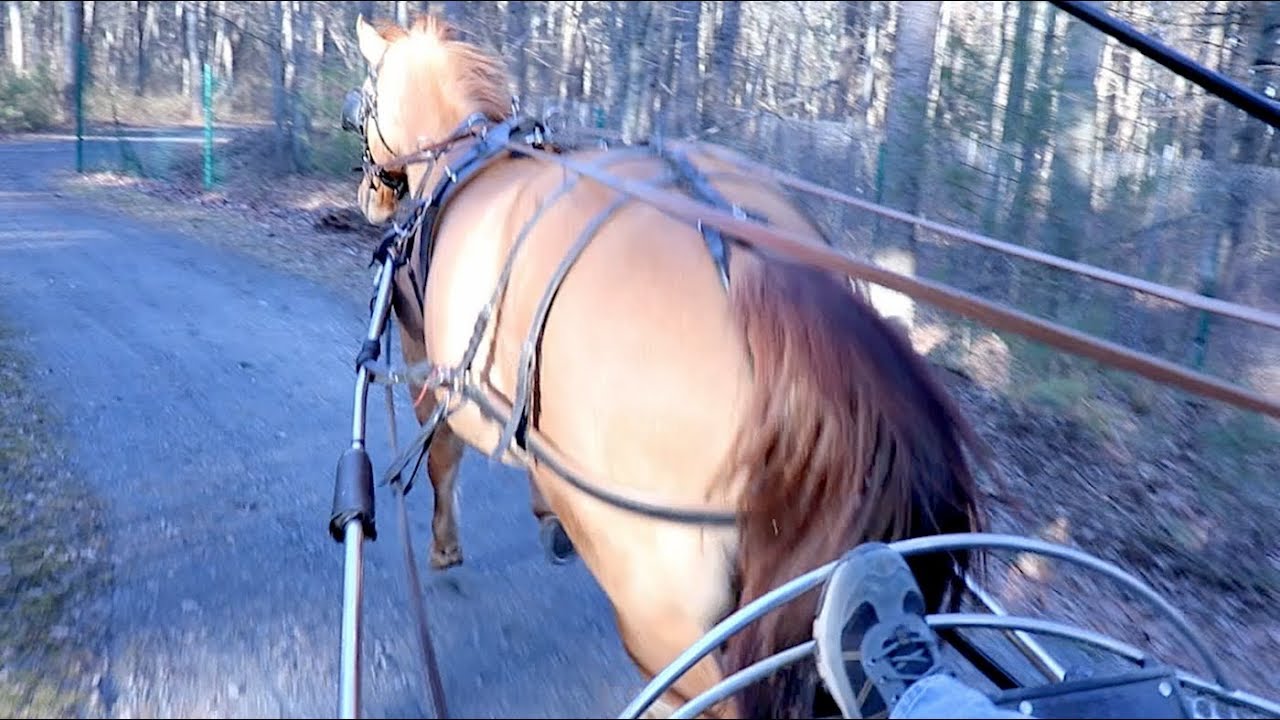 Runaway Horse and Carriage