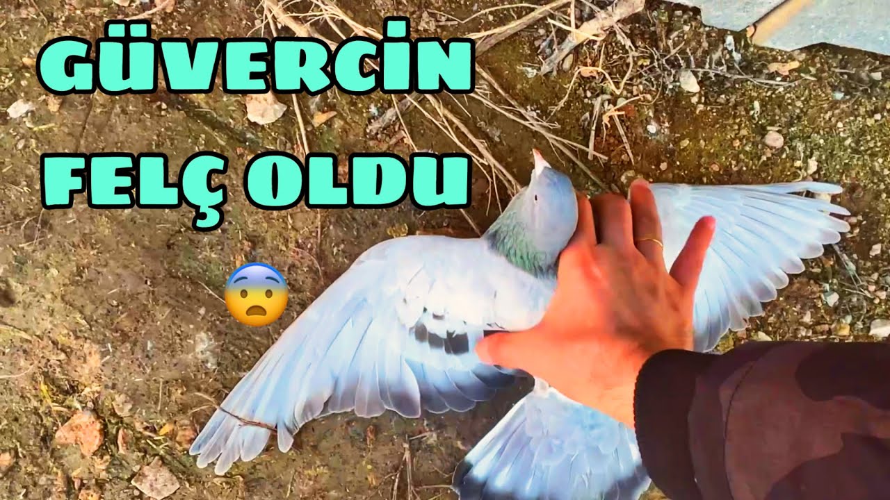 BİR ANDA FELÇ OLDU. YUMURTA FELCİ GEÇİREN GÜVERCİN