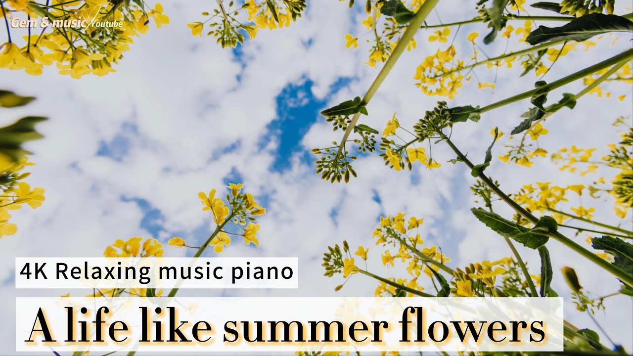 4K Peaceful Soothing relaxing piano music. A life like summer flowers