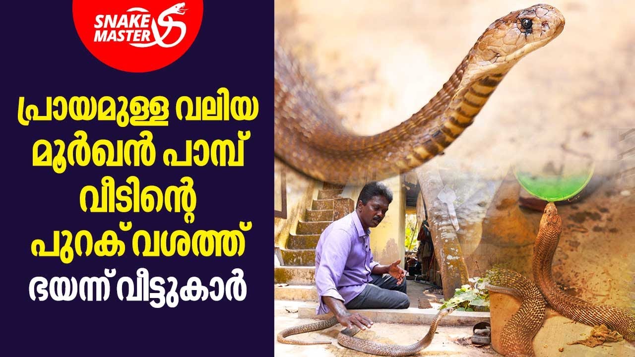 പ്രായമുള്ള വലിയ മൂർഖൻ പാമ്പ് വീടിന്റെ പുറക് വശത്ത്, ഭയന്ന് വീട്ടുകാർ | Snakemaster | EP 873