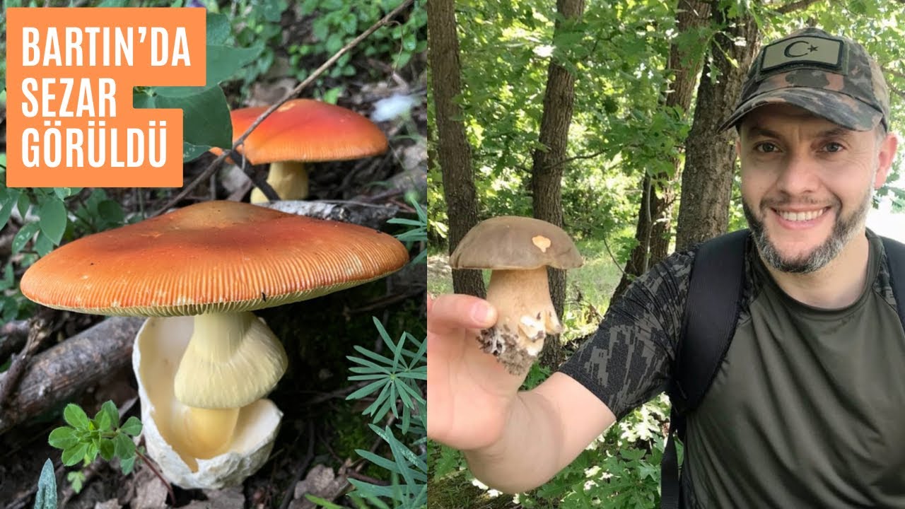 Bartın Ormanlarında Mantar Zenginliği (Mushrooms,funga)