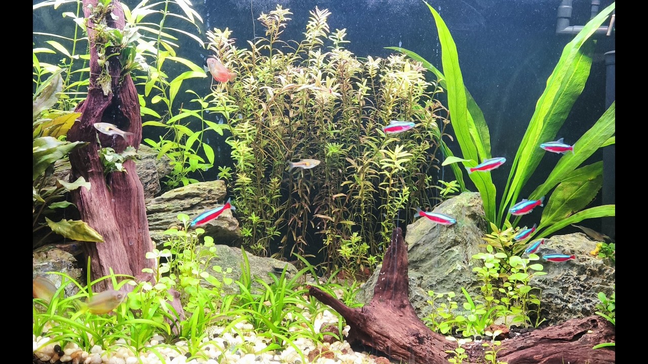 4K Aquarium Relaxation (Real Planted Fish Tank)